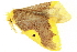  ( - BIOUG06667-C07)  @12 [ ] CreativeCommons - Attribution (2014) CBG Photography Group Centre for Biodiversity Genomics