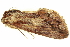  ( - BIOUG06667-E04)  @13 [ ] CreativeCommons - Attribution (2014) CBG Photography Group Centre for Biodiversity Genomics