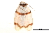 ( - BIOUG06667-F10)  @11 [ ] CreativeCommons - Attribution (2014) CBG Photography Group Centre for Biodiversity Genomics