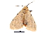  (Spilosoma hypogopa - BIOUG06667-H11)  @11 [ ] CreativeCommons - Attribution (2014) CBG Photography Group Centre for Biodiversity Genomics