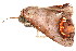  (Selenoperas - BIOUG06676-A06)  @12 [ ] CreativeCommons - Attribution (2014) CBG Photography Group Centre for Biodiversity Genomics