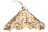  ( - BIOUG06676-B12)  @12 [ ] CreativeCommons - Attribution (2014) CBG Photography Group Centre for Biodiversity Genomics