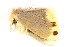  ( - BIOUG06676-C01)  @12 [ ] CreativeCommons - Attribution (2014) CBG Photography Group Centre for Biodiversity Genomics