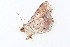  ( - BIOUG06676-C07)  @12 [ ] CreativeCommons - Attribution (2014) CBG Photography Group Centre for Biodiversity Genomics