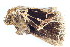  (Tamsia - BIOUG06676-C12)  @12 [ ] CreativeCommons - Attribution (2014) CBG Photography Group Centre for Biodiversity Genomics
