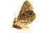  ( - BIOUG06676-D01)  @12 [ ] CreativeCommons - Attribution (2014) CBG Photography Group Centre for Biodiversity Genomics