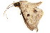  ( - BIOUG06676-D09)  @12 [ ] CreativeCommons - Attribution (2014) CBG Photography Group Centre for Biodiversity Genomics