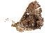  (Vestura minereusalis - BIOUG06676-D10)  @12 [ ] CreativeCommons - Attribution (2014) CBG Photography Group Centre for Biodiversity Genomics