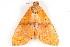  ( - BIOUG06676-G05)  @13 [ ] CreativeCommons - Attribution (2014) CBG Photography Group Centre for Biodiversity Genomics