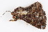  (Targalla duplicilinea - BIOUG06676-G06)  @12 [ ] CreativeCommons - Attribution (2014) CBG Photography Group Centre for Biodiversity Genomics