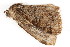  ( - BIOUG06676-G07)  @12 [ ] CreativeCommons - Attribution (2014) CBG Photography Group Centre for Biodiversity Genomics