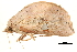  ( - BIOUG08681-G08)  @11 [ ] CreativeCommons - Attribution (2014) CBG Photography Group Centre for Biodiversity Genomics