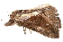  (Hypena telamonalis - BIOUG08651-A11)  @12 [ ] CreativeCommons - Attribution (2014) CBG Photography Group Centre for Biodiversity Genomics