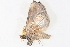  (Cerynea indecisa - BIOUG08651-B02)  @12 [ ] CreativeCommons - Attribution (2014) CBG Photography Group Centre for Biodiversity Genomics