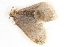  ( - BIOUG08651-B10)  @12 [ ] CreativeCommons - Attribution (2014) CBG Photography Group Centre for Biodiversity Genomics
