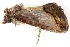  ( - BIOUG08651-C06)  @12 [ ] CreativeCommons - Attribution (2014) CBG Photography Group Centre for Biodiversity Genomics