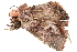 ( - BIOUG08651-C10)  @12 [ ] CreativeCommons - Attribution (2014) CBG Photography Group Centre for Biodiversity Genomics