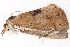  ( - BIOUG08651-D07)  @12 [ ] CreativeCommons - Attribution (2014) CBG Photography Group Centre for Biodiversity Genomics
