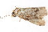  ( - BIOUG08651-D08)  @12 [ ] CreativeCommons - Attribution (2014) CBG Photography Group Centre for Biodiversity Genomics