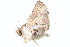  ( - BIOUG08651-D09)  @12 [ ] CreativeCommons - Attribution (2014) CBG Photography Group Centre for Biodiversity Genomics