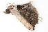  ( - BIOUG08651-E01)  @12 [ ] CreativeCommons - Attribution (2014) CBG Photography Group Centre for Biodiversity Genomics