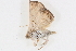  (Eublemma galactea - BIOUG08651-E04)  @12 [ ] CreativeCommons - Attribution (2014) CBG Photography Group Centre for Biodiversity Genomics