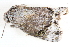 ( - BIOUG08651-E10)  @13 [ ] CreativeCommons - Attribution (2014) CBG Photography Group Centre for Biodiversity Genomics