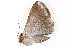  ( - BIOUG08651-F10)  @12 [ ] CreativeCommons - Attribution (2014) CBG Photography Group Centre for Biodiversity Genomics