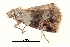  ( - BIOUG08651-G09)  @12 [ ] CreativeCommons - Attribution (2014) CBG Photography Group Centre for Biodiversity Genomics