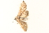  ( - BIOUG08651-G11)  @12 [ ] CreativeCommons - Attribution (2014) CBG Photography Group Centre for Biodiversity Genomics