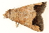  ( - BIOUG08651-G12)  @12 [ ] CreativeCommons - Attribution (2014) CBG Photography Group Centre for Biodiversity Genomics