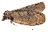  (Sigmuncus - BIOUG08651-H01)  @12 [ ] CreativeCommons - Attribution (2014) CBG Photography Group Centre for Biodiversity Genomics
