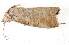  ( - BIOUG08651-H04)  @12 [ ] CreativeCommons - Attribution (2014) CBG Photography Group Centre for Biodiversity Genomics