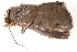  (Dyrzela boscoides - BIOUG08651-H08)  @12 [ ] CreativeCommons - Attribution (2014) CBG Photography Group Centre for Biodiversity Genomics