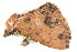  ( - BIOUG08681-A06)  @14 [ ] CreativeCommons - Attribution (2014) CBG Photography Group Centre for Biodiversity Genomics