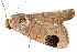  (Dyrzela tumidimacula - BIOUG08681-B08)  @12 [ ] CreativeCommons - Attribution (2014) CBG Photography Group Centre for Biodiversity Genomics
