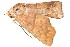  (Arthisma rectilinea - BIOUG08681-F12)  @12 [ ] CreativeCommons - Attribution (2014) CBG Photography Group Centre for Biodiversity Genomics