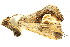  (Pseudosphetta fissisigna - BIOUG08681-G09)  @12 [ ] CreativeCommons - Attribution (2014) CBG Photography Group Centre for Biodiversity Genomics