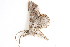 ( - BIOUG08681-H04)  @12 [ ] CreativeCommons - Attribution (2014) CBG Photography Group Centre for Biodiversity Genomics