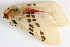  (Lemyra bornemontana - BIOUG08681-H07)  @12 [ ] CreativeCommons - Attribution (2014) CBG Photography Group Centre for Biodiversity Genomics