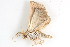  (Eublemma quadripunctata - BIOUG08681-H08)  @12 [ ] CreativeCommons - Attribution (2014) CBG Photography Group Centre for Biodiversity Genomics