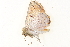  ( - BIOUG09047-C10)  @12 [ ] CreativeCommons - Attribution (2014) CBG Photography Group Centre for Biodiversity Genomics