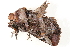  ( - BIOUG09047-D12)  @12 [ ] CreativeCommons - Attribution (2014) CBG Photography Group Centre for Biodiversity Genomics