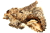  ( - BIOUG09047-F02)  @12 [ ] CreativeCommons - Attribution (2014) CBG Photography Group Centre for Biodiversity Genomics
