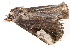  ( - BIOUG09047-F08)  @12 [ ] CreativeCommons - Attribution (2014) CBG Photography Group Centre for Biodiversity Genomics
