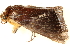  ( - BIOUG09047-G10)  @12 [ ] CreativeCommons - Attribution (2014) CBG Photography Group Centre for Biodiversity Genomics