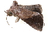  ( - BIOUG09047-H05)  @12 [ ] CreativeCommons - Attribution (2014) CBG Photography Group Centre for Biodiversity Genomics