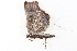  ( - BIOUG09047-H08)  @12 [ ] CreativeCommons - Attribution (2014) CBG Photography Group Centre for Biodiversity Genomics