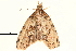  (Savoca chlorograpta - BIOUG09047-H09)  @12 [ ] CreativeCommons - Attribution (2014) CBG Photography Group Centre for Biodiversity Genomics