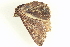  ( - BIOUG09048-B02)  @13 [ ] CreativeCommons - Attribution (2014) CBG Photography Group Centre for Biodiversity Genomics